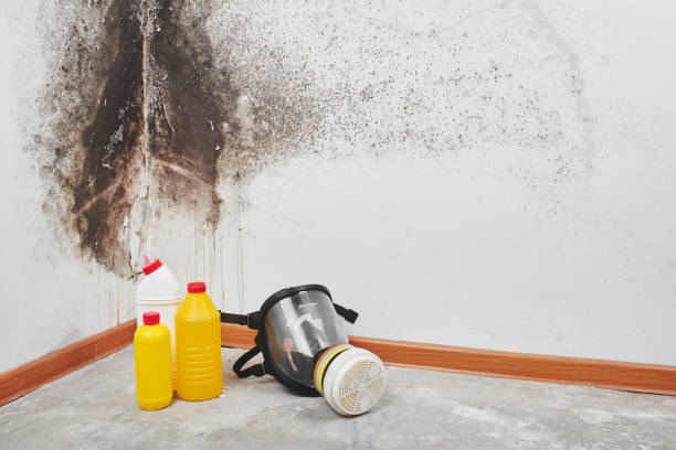 Professional Mold Removal in Good Hope, CA