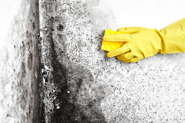 Best Commercial Mold Removal  in Good Hope, CA