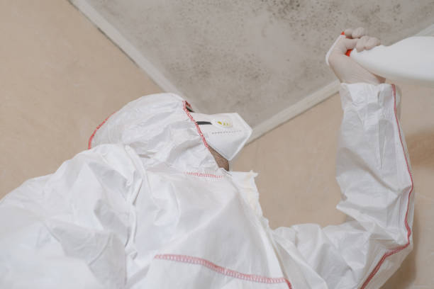 Office Mold Removal Services in Good Hope, CA