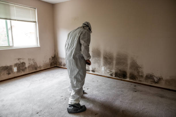 Mold Removal Process in Good Hope, CA