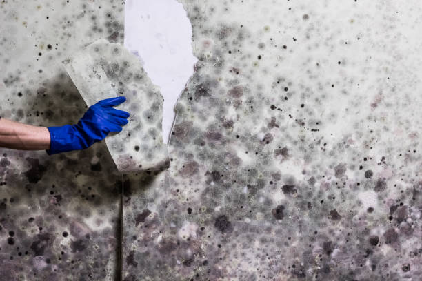 Best Best Mold Removal Companies  in Good Hope, CA