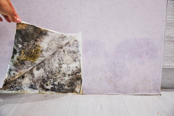 Best Local Mold Removal Service  in Good Hope, CA